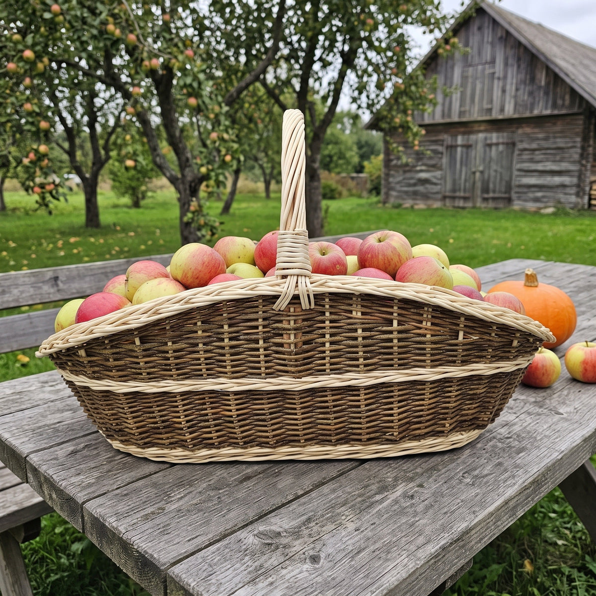 Long low willow trug with raised ends heaped with red apples on a garden table in an orchard beside an old wooden barn.