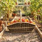 Large garden trug with a twisted handle full of ripe tomatoes on a gravel path between raised beds in a greenhouse.