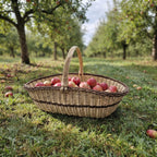 Extra large willow trug basket with handle filled with red apples on the grass in an orchard, ready for fruit picking