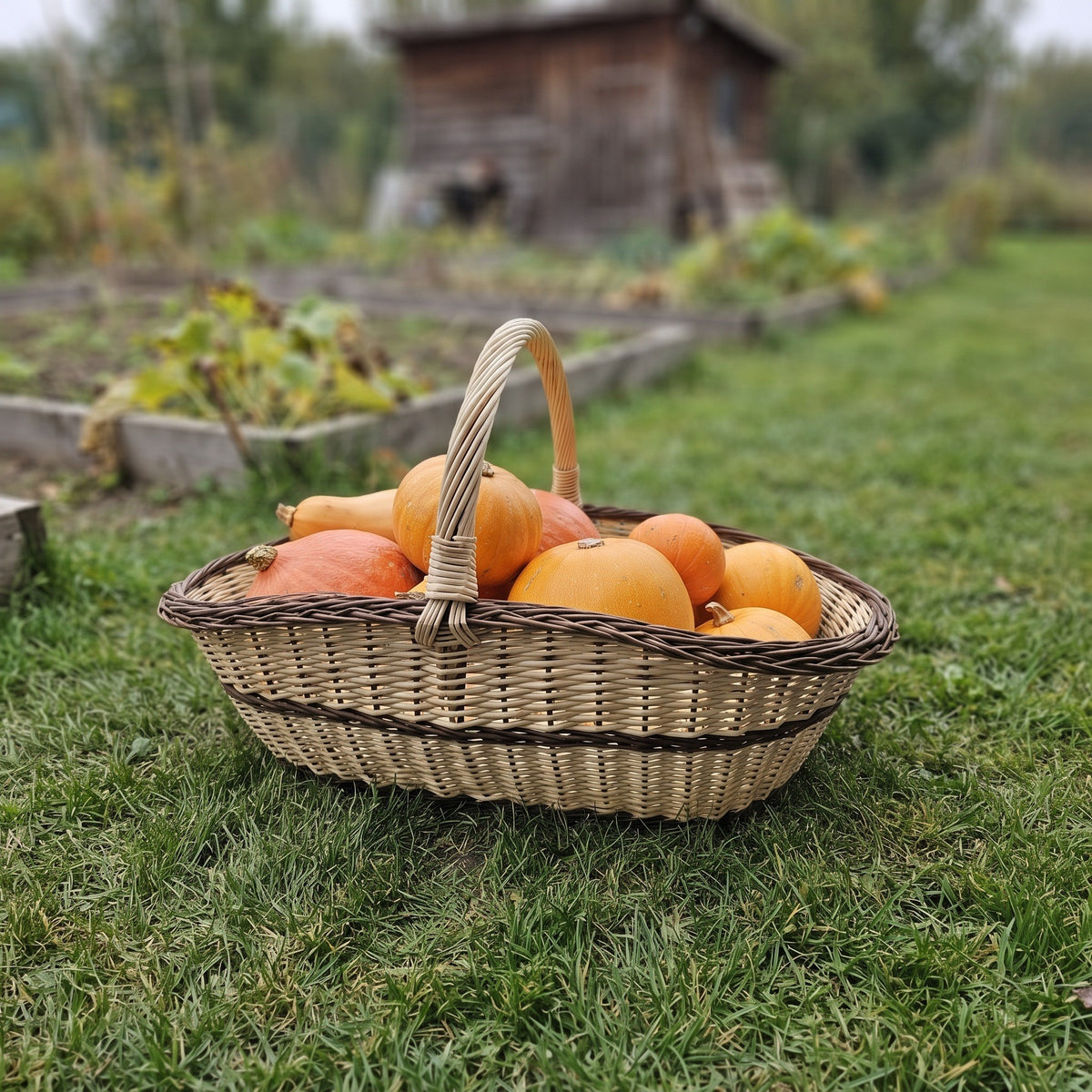 Extra large willow garden trug with handle full of pumpkins and squash on the grass beside raised vegetable beds