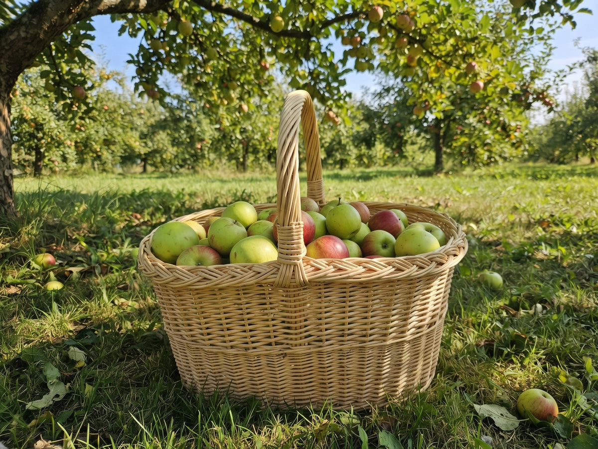 Rectangular handwoven willow basket with handle full of apples on the grass of a sunny orchard under apple trees