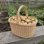 Wicker garden basket with handle full of freshly dug potatoes on the edge of a raised vegetable bed