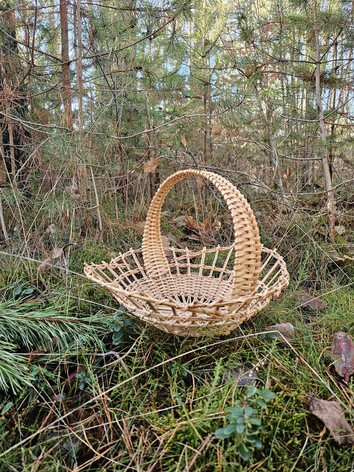 Handwoven wicker tray with an arched handle standing on moss in a young pine wood, made in Lithuania from peeled willow.