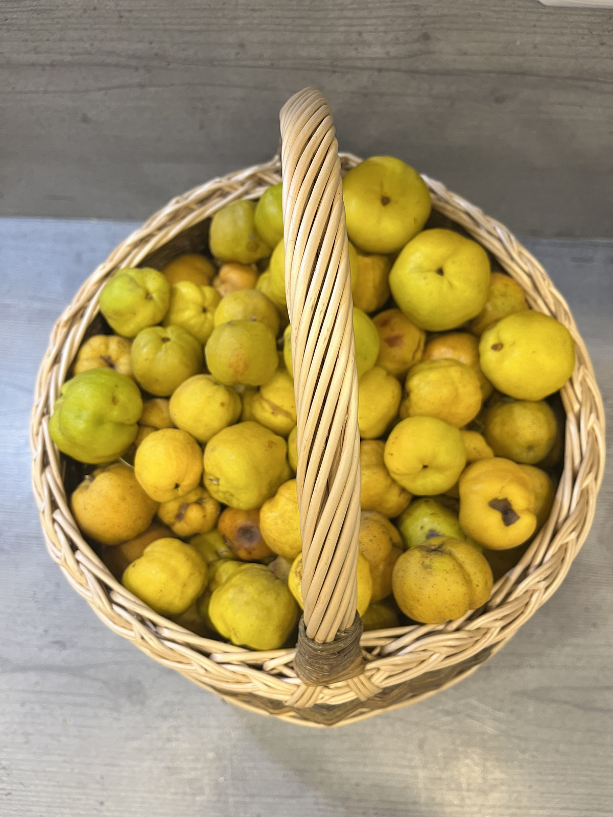 Top view of the round handwoven willow basket brimming with small quinces, the twisted handle arching across the middle