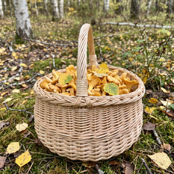 Round handwoven willow mushroom basket with a tall handle full of chanterelles on mossy forest ground among birch leaves