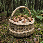 Round willow mushroom basket with braided rim and handle full of porcini on mossy ground among ferns in a forest