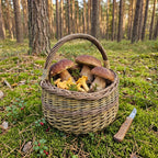 Round foraging basket with handle holding porcini and chanterelle mushrooms on mossy ground in a pine forest, with a knife