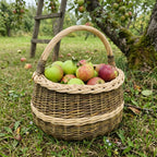 Round willow basket with handle full of apples on the grass of an orchard with a wooden ladder against a tree