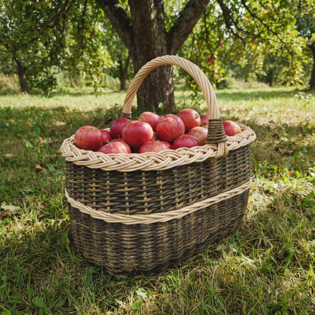 Oval willow fruit basket with a braided rim filled with red apples, set on the grass in an orchard under an apple tree