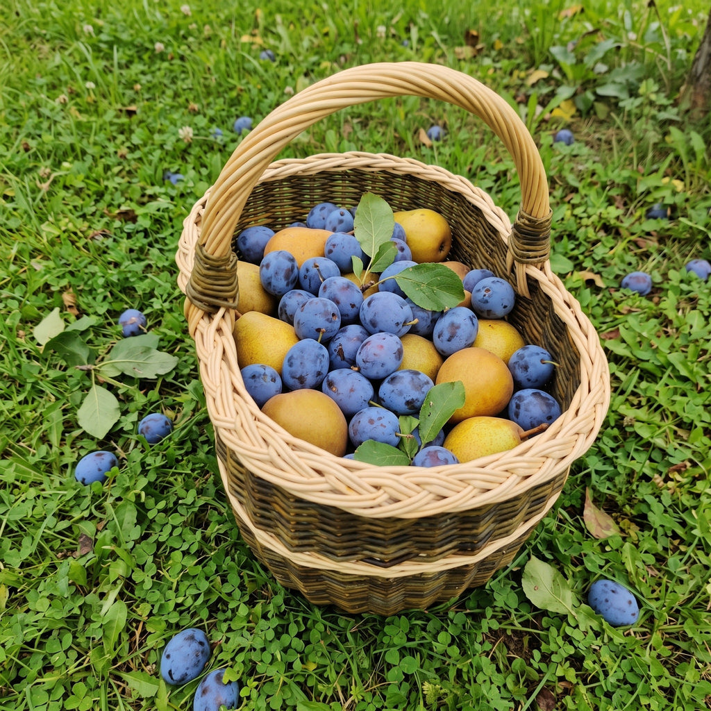 Handwoven willow harvest basket with handle filled with freshly picked plums, photographed from above on green grass in the garden
