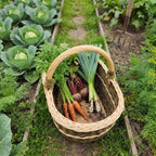 Willow garden basket with handle in a vegetable patch, holding freshly pulled carrots, beetroot and leeks between rows of cabbages
