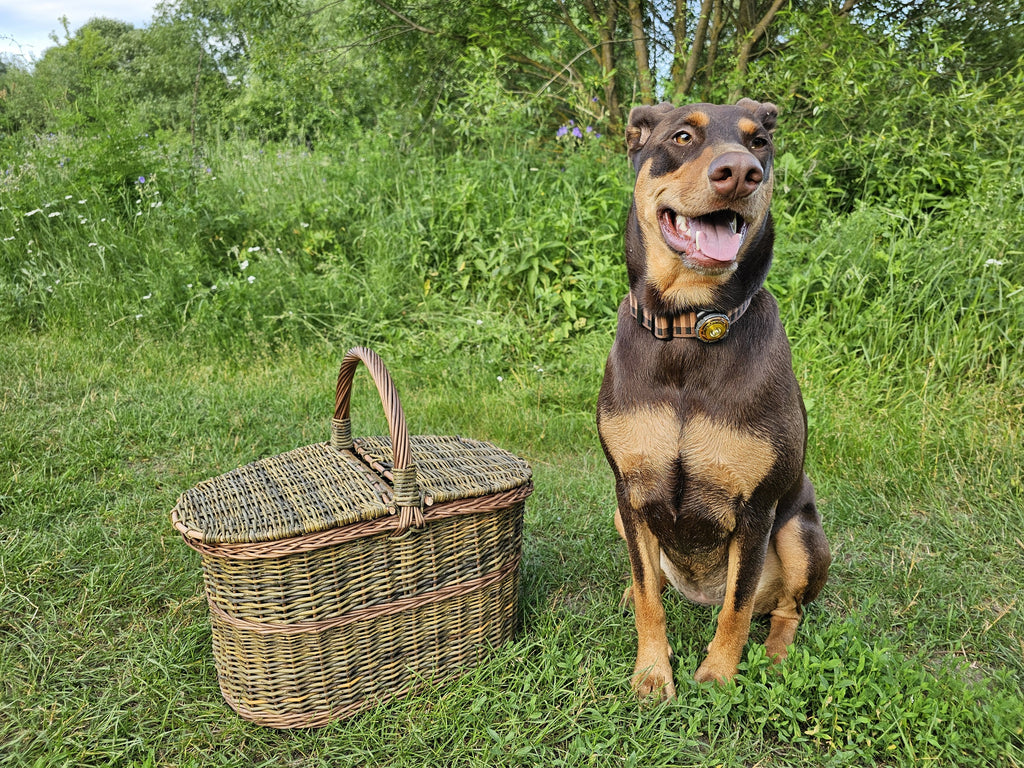 Wicker picnic hamper on green grass beside a dog sitting in a collar, giving a clear sense of the basket's size.