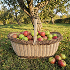Large oval wicker market basket with handle filled with fresh apples on the grass under an apple tree in an autumn orchard