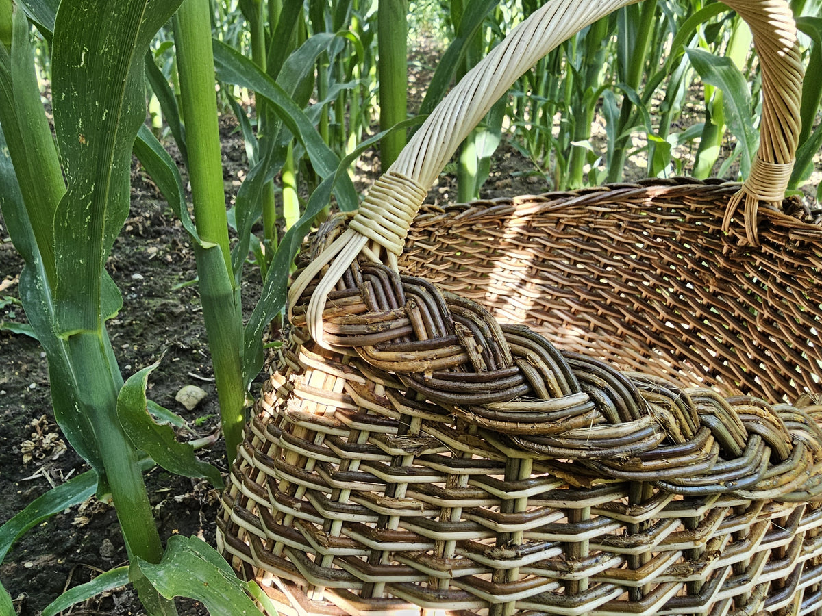 Braided rim and curved handle of the handwoven willow gathering basket seen up close between tall green corn stalks.