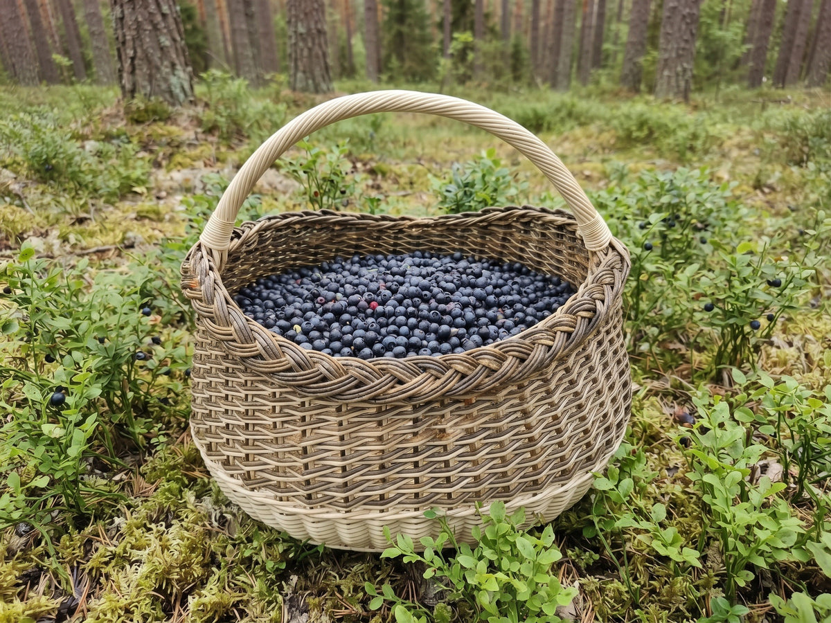 Deep willow berry basket filled to the brim with wild blueberries among bilberry bushes on the pine forest floor.
