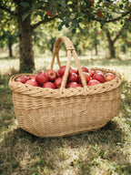 Oval wicker apple picking basket with two handles filled with red apples on the grass under an apple tree in an orchard