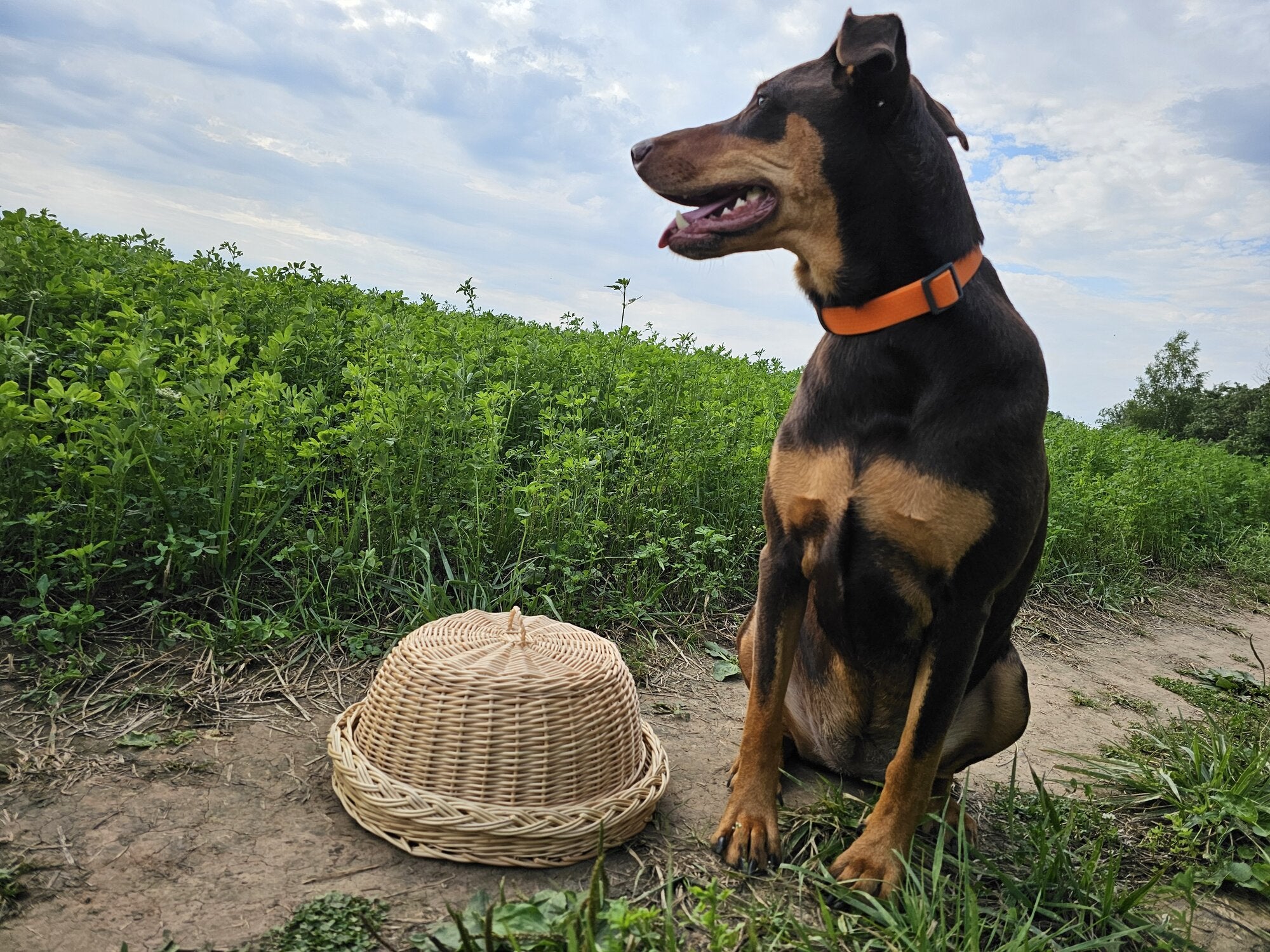 Wicker Food Cloche with Round Tray