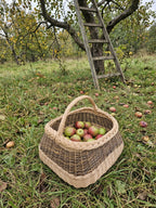 Square wicker willow basket with an arched handle filled with freshly picked apples on the grass in an orchard under a wooden ladder.