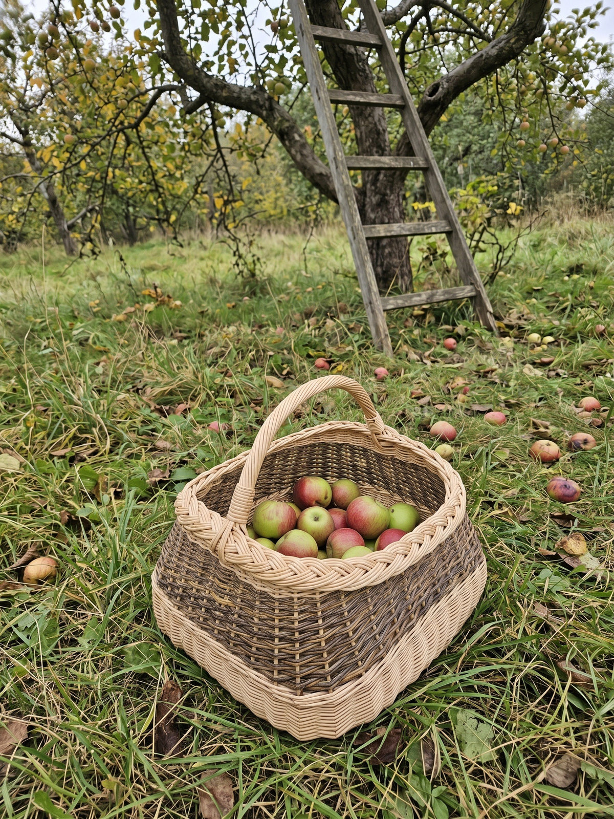 Square wicker willow basket with an arched handle filled with freshly picked apples on the grass in an orchard under a wooden ladder.