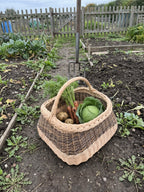 Large gathering basket woven from willow holding carrots, potatoes and a cabbage between vegetable beds in a garden with a fork in the soil.