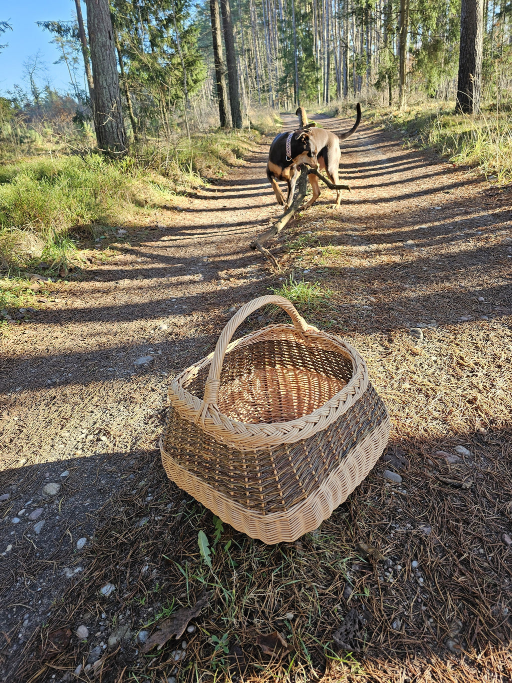 Willow foraging basket set down on a forest trail with a dog trotting ahead, showing the braided rim and arched handle of this handmade Lithuanian basket.
