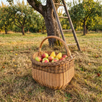 Garden harvest basket with a tall handle full of apples and pears on the grass in an orchard beside a wooden ladder