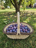 Handwoven oval wicker basket with handle and braided rim filled with fresh plums, set on the grass under a fruit tree in an orchard