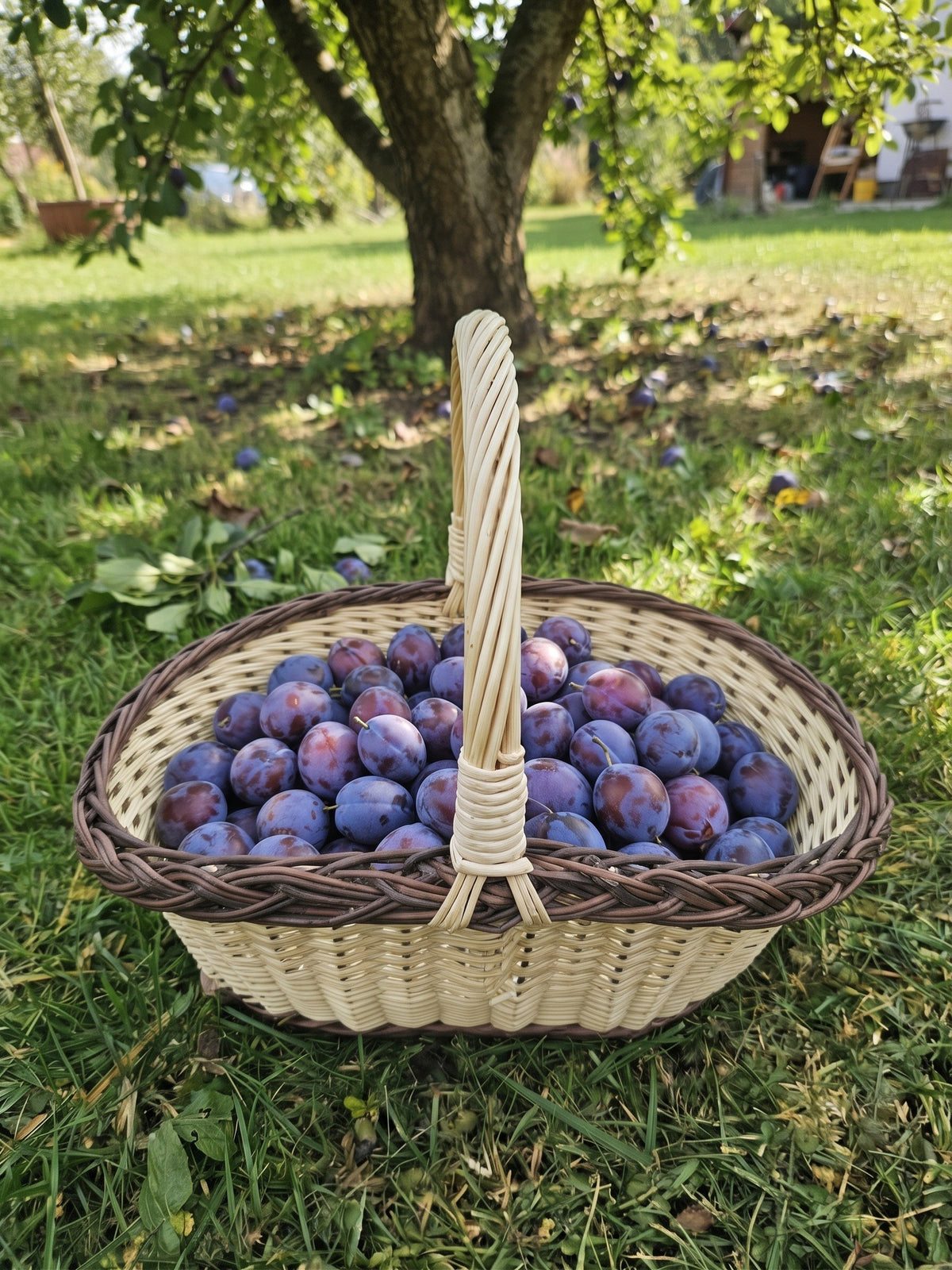 Handwoven oval wicker basket with handle and braided rim filled with fresh plums, set on the grass under a fruit tree in an orchard