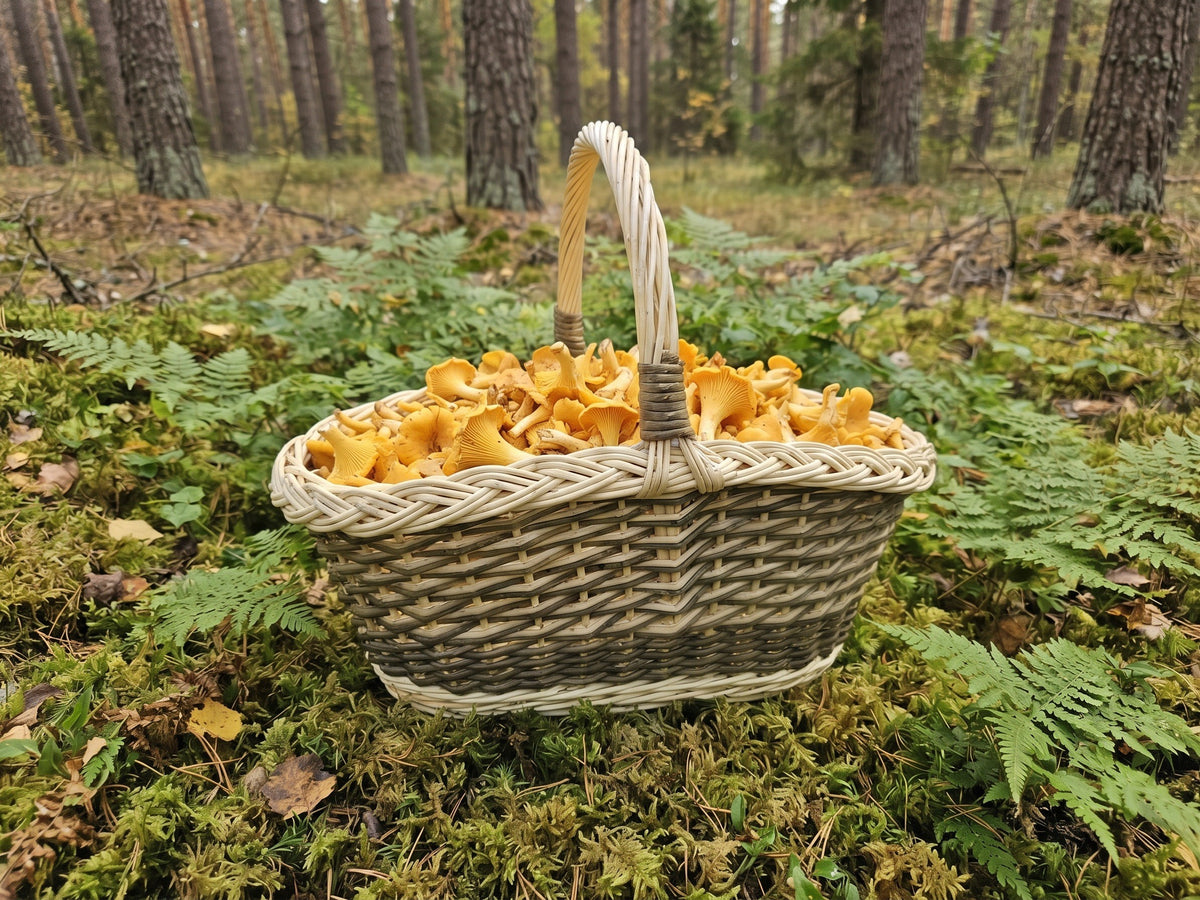 Oval willow foraging basket with a tall handle filled with chanterelle mushrooms, standing on moss and ferns in a pine forest