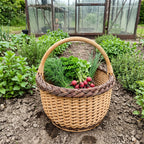 Round willow garden basket with a braided rim filled with dill, parsley, chives and radishes among herb beds near a greenhouse