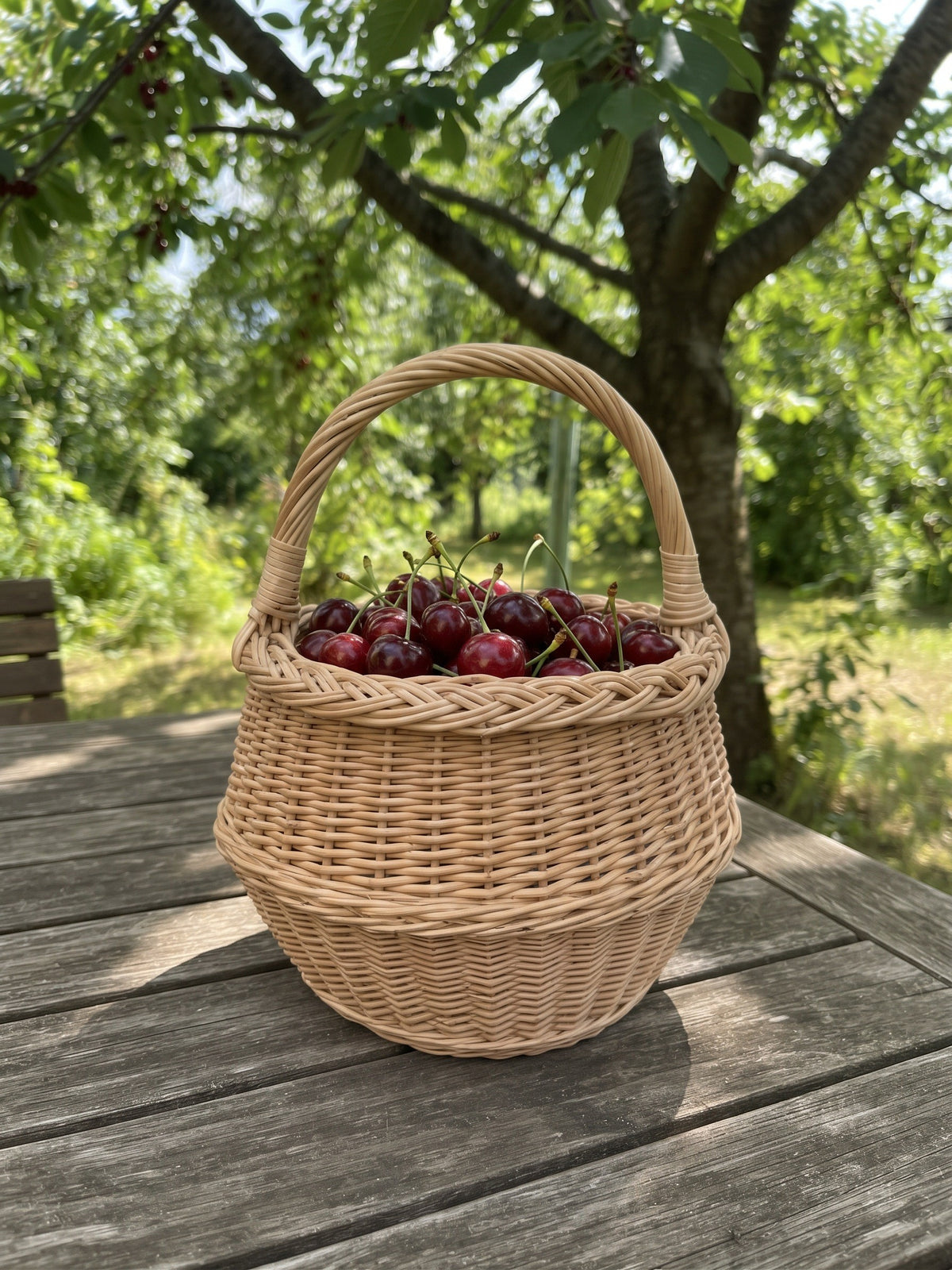 Small round wicker basket with a sturdy handle full of ripe cherries on a weathered garden table under a tree
