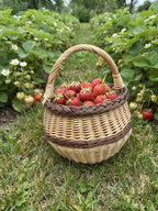 Small willow berry basket with handle filled with freshly picked strawberries among strawberry plants in the garden