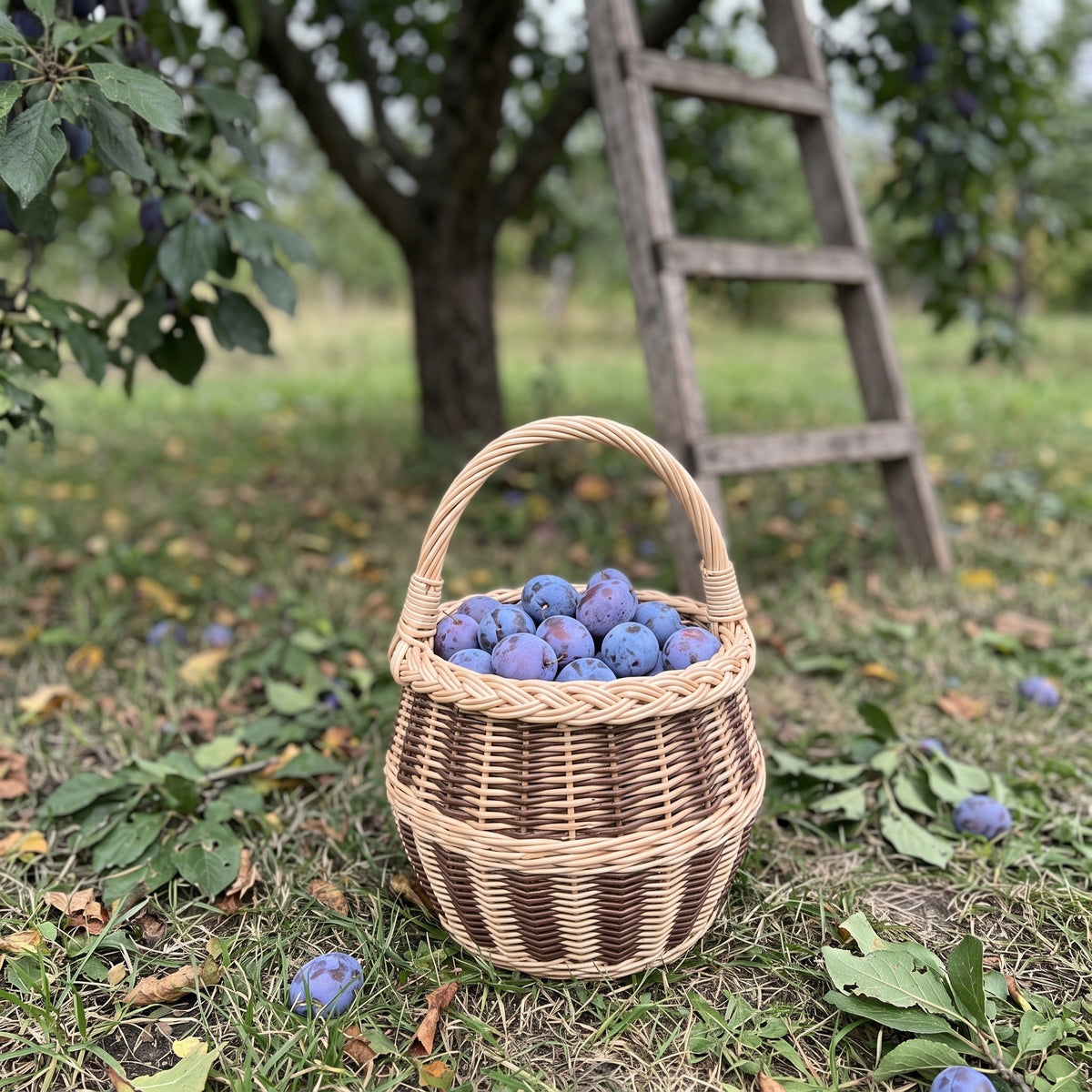 Small round handwoven basket with handle holding fresh plums on the grass in an orchard, with a wooden ladder behind