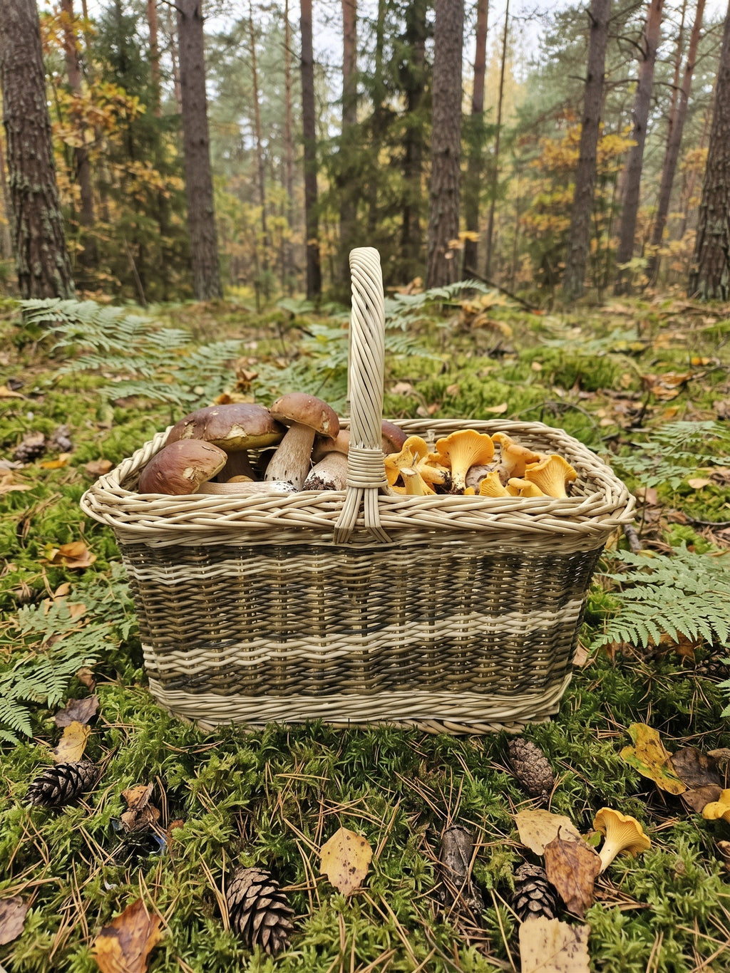 Handwoven rectangular willow basket with a tall handle filled with chanterelles and boletus mushrooms on moss in a pine forest
