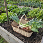 Wicker garden trug with a tall handle and braided rim holding leeks and rhubarb on a raised vegetable bed next to a garden fork
