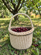 Deep round willow basket with a braided rim and arched handle holding freshly picked cherries on the grass in an orchard