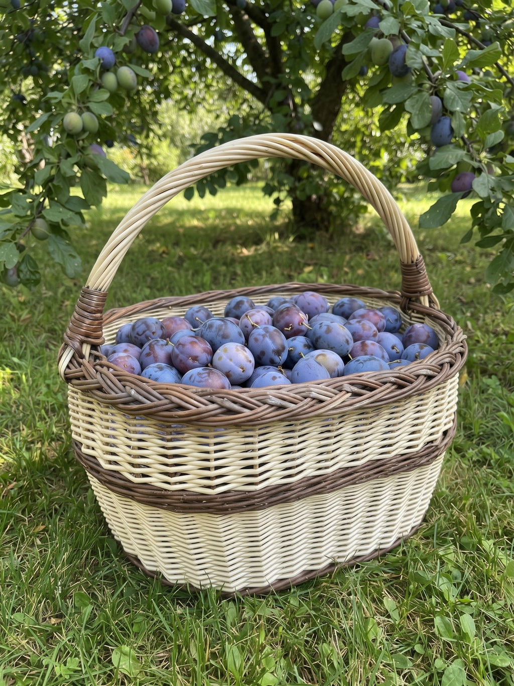 Willow harvest basket with an arched handle full of freshly picked plums on the grass under a plum tree