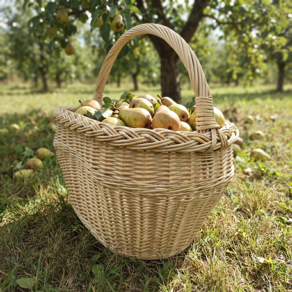 Oval braided rim willow basket piled with pears in an orchard, standing on the grass with fruit trees behind