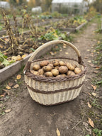 Willow garden basket with handle full of freshly dug potatoes on a path between vegetable beds in an autumn garden