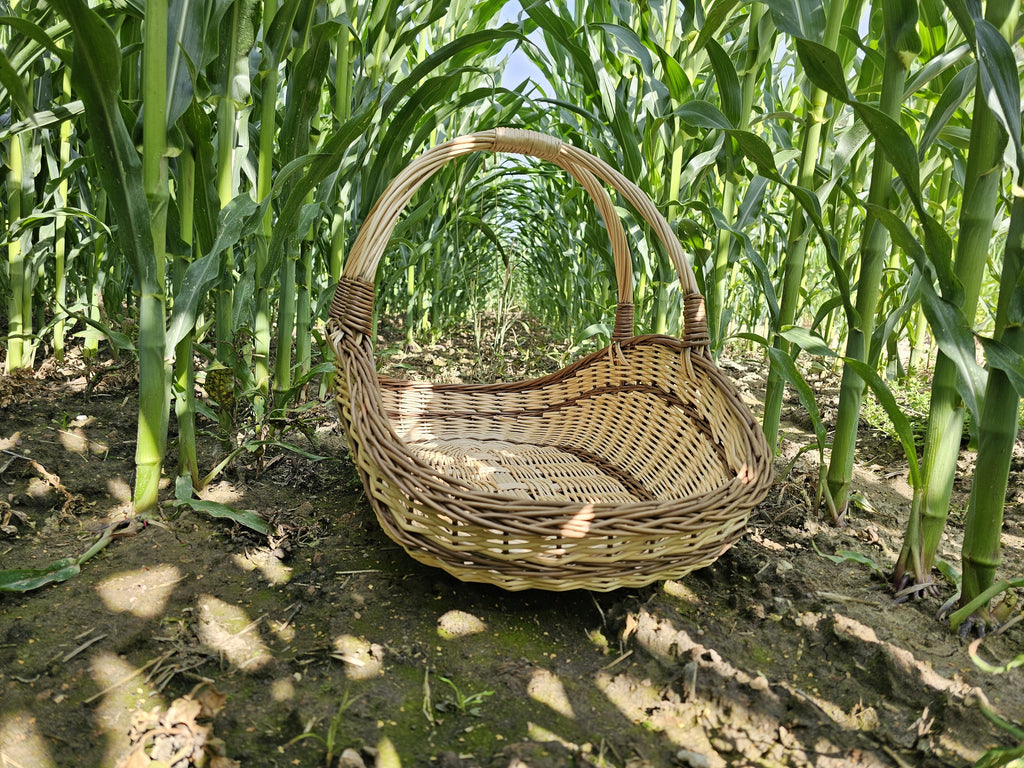 Low oval willow trug seen from the narrow end with its tall handles rising above an interlaced weave, standing in a maize field