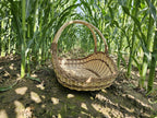 Low oval willow trug seen from the narrow end with its tall handles rising above an interlaced weave, standing in a maize field