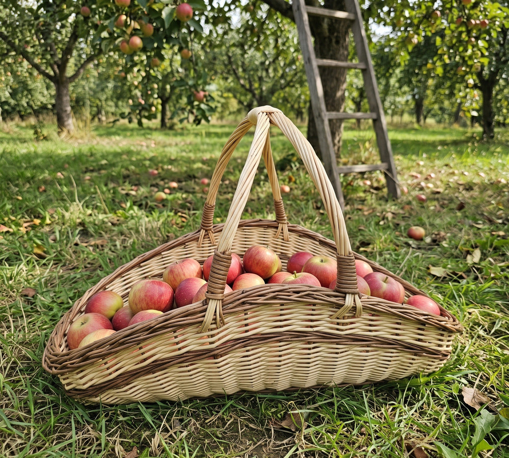 Large handwoven willow garden trug with two handles crossing at the top, filled with red apples on the grass of an orchard by a ladder