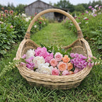 Willow garden trug with a high handle filled with peonies, garden roses and foxgloves on a grass path between flower beds in a cut flower garden