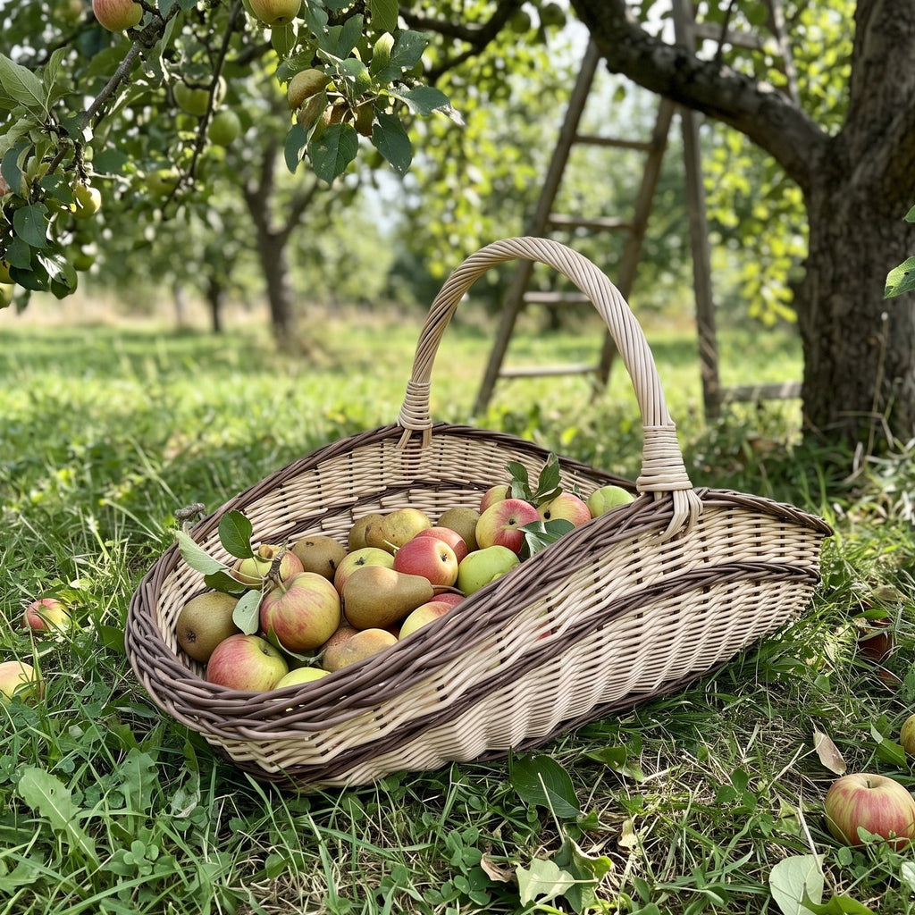 Large garden trug basket full of freshly picked apples and pears on the grass under trees in an orchard.