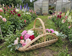 Willow cut flower trug filled with peonies and roses on the grass between rows of dahlias in a flower garden