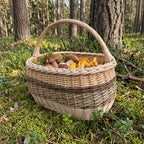 Handwoven wicker gathering basket with handle full of wild mushrooms and chanterelles on moss in a pine forest
