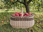 Large oval willow market basket with handle filled with red apples on the grass in an orchard, with fallen apples around
