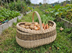 Large wicker harvest basket with handle full of potatoes, onions and carrots on the grass between raised vegetable beds