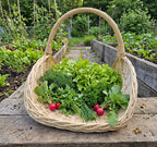 Long handwoven willow gathering basket with a tall handle filled with freshly picked lettuce, dill and radishes on a bench in a vegetable garden.