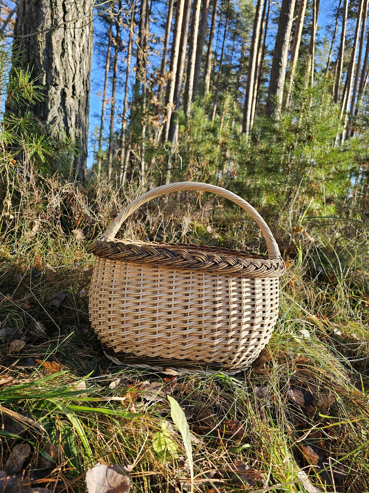 Oval wicker basket with a braided rim set among sunlit forest undergrowth at the foot of a pine trunk, ready for a morning of mushroom picking.